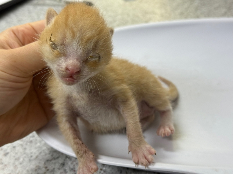 [고양이] 한국 고양이 광주-광산-2025-00215 유기동물 배경 이미지 입니다.